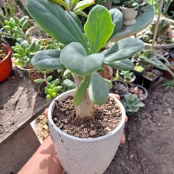  Succulent 