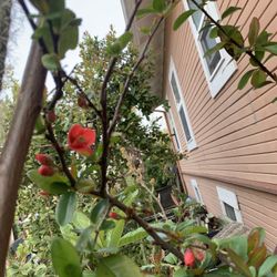 Red Blooming Flowering Budding Quince Bush Shrub Tree Thick Trunk in 5 Gallon Pot Around 3FT Tall  Cash Only  Helping my dad list his plant  Pick up i