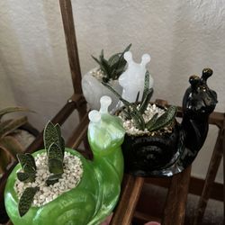 Custom Pots And Plants. 