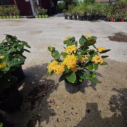 Ixoras Yellow And Oranges 1gallon 