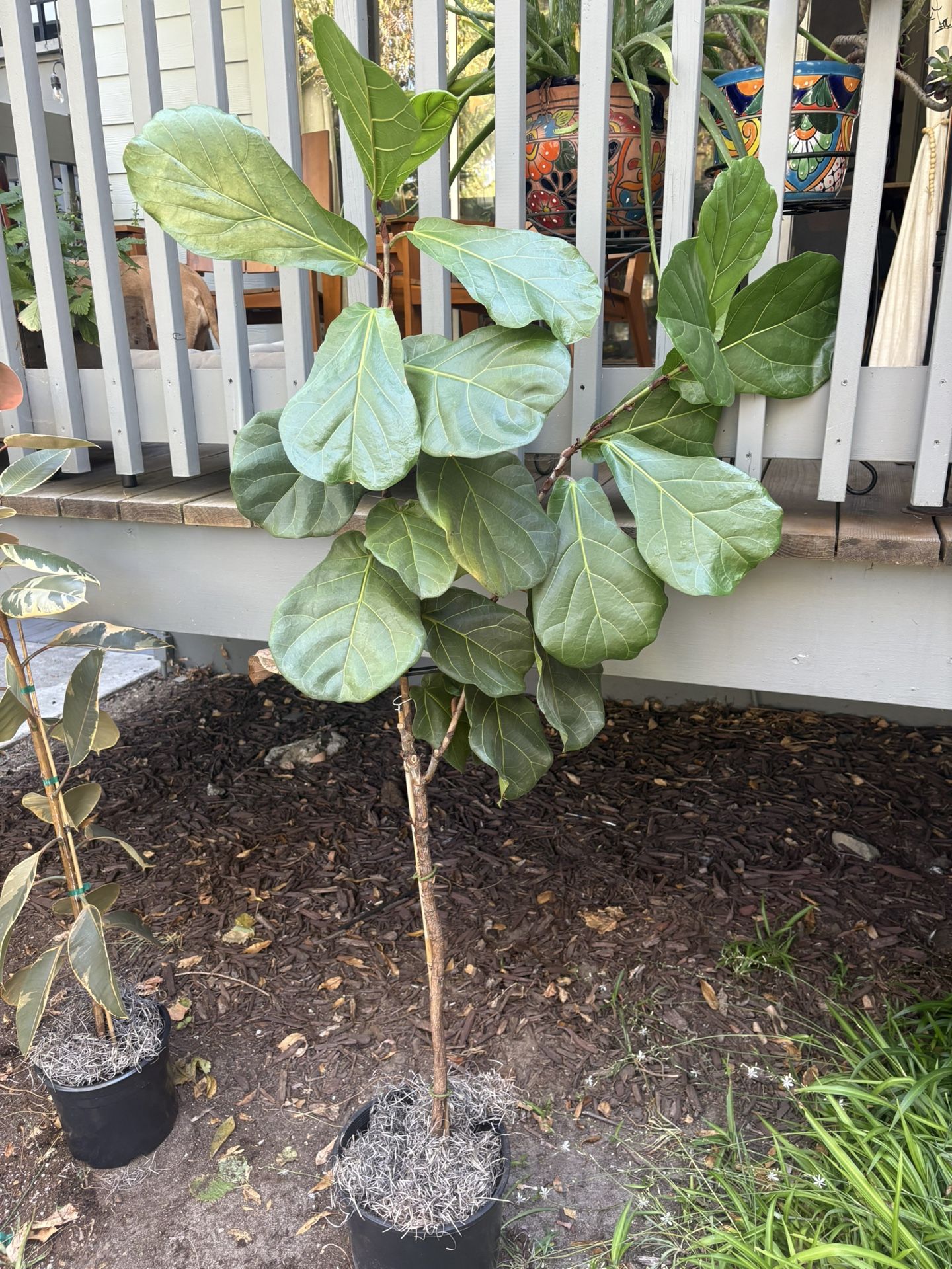 Fiddle Leaf Fig Plant