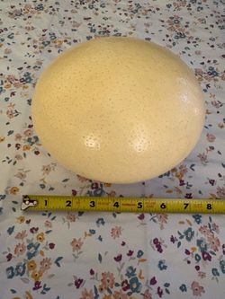 Lot of 2 Genuine Ostrich Egg Shells Large 6"-7" hollow
