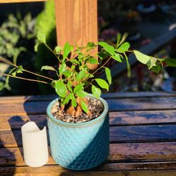 Live indoor Ficus Ginseng plant in a textured ceramic planter—firm price