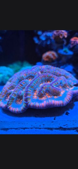 Fake coral decorations