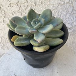 6 Inch Pot Succulent Plant - Crassula Pachyphytum Oviferum Purpus - Moonstone - Rooted & Stablished - Drought Resistant - 🪴