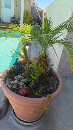 Fan palm