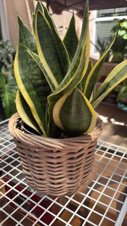 Mini Snake Plant Sanseviera