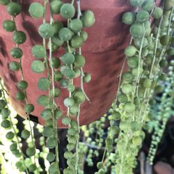 String Of Pearls