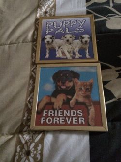 cat and dog pictures 6 x 6