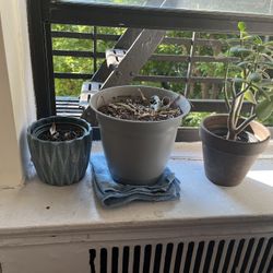 Pots And Plants