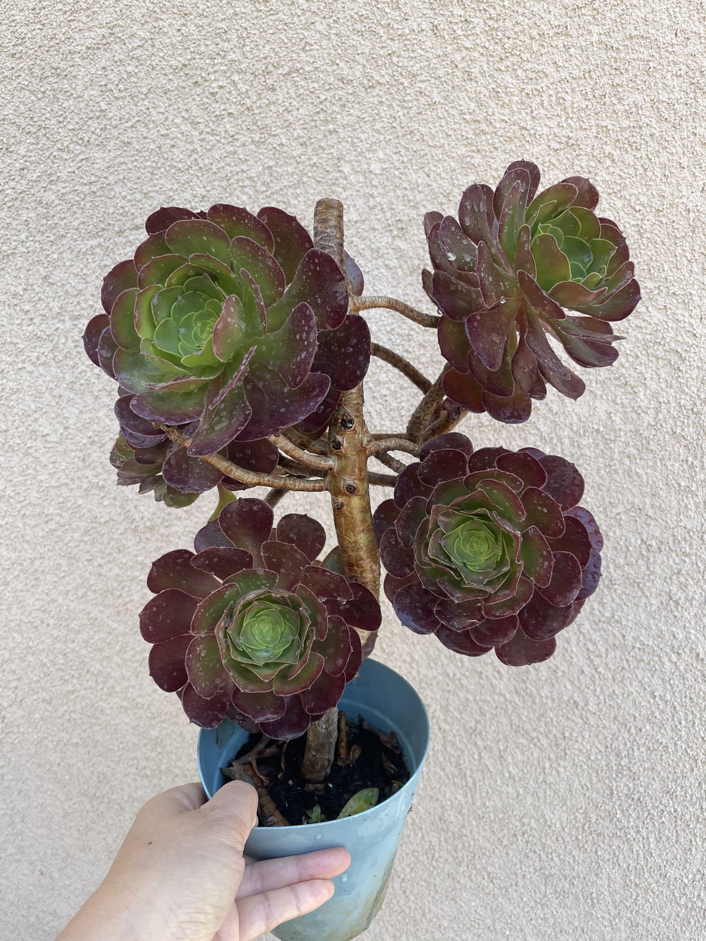 Aeonium Succulent Plant