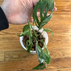 Monstera adansonii Mint Plant (bundle)