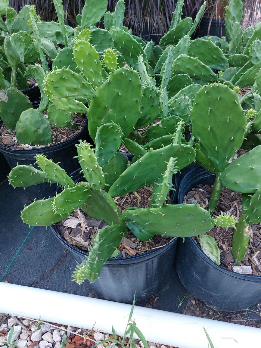Cactus-nopal
