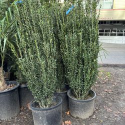 Ilex cremate ‘Sky Pencil’ 5’ Tall. (Sky Pencil Holly)