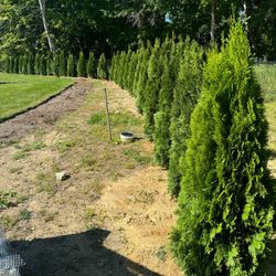 Privacy Tree Sale FREE DELIVERY! Emerald Green & Green Giants 