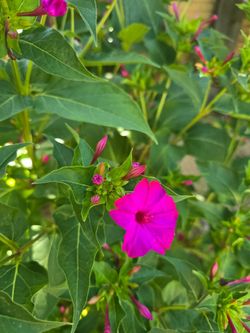 Plant for sale