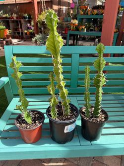 Euphorbia Pseudocactus ZIG-ZAG Cacti Plants