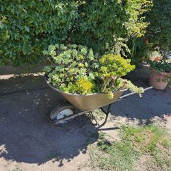 Wheelbarrow With Plants 