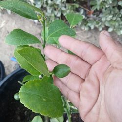 Grafted Dwarf Meyer Lemon Trees 😃🌿🌿🌿🍋🍋🍋