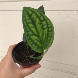 Beautiful Monstera Peru Plant