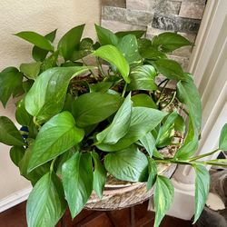 Golden pothos