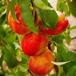 Nectarine Grafted 5gallon Tree