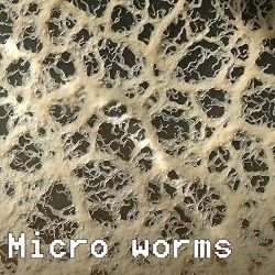 Fish Food. Starter Culture. Tiny Food For Small Fry. Nematodes- Banana worms and Walter worms, Vinegar Eels 