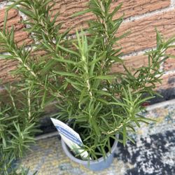Healthy Bushy Rosemary Plant 🪴 