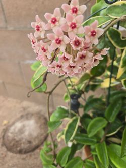 Huge Hoya Carnosa flowering now