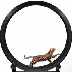 One Fast Cat Wheel