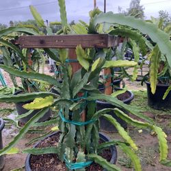 Dragonfruit Plant Pitaya, Pitahaya 