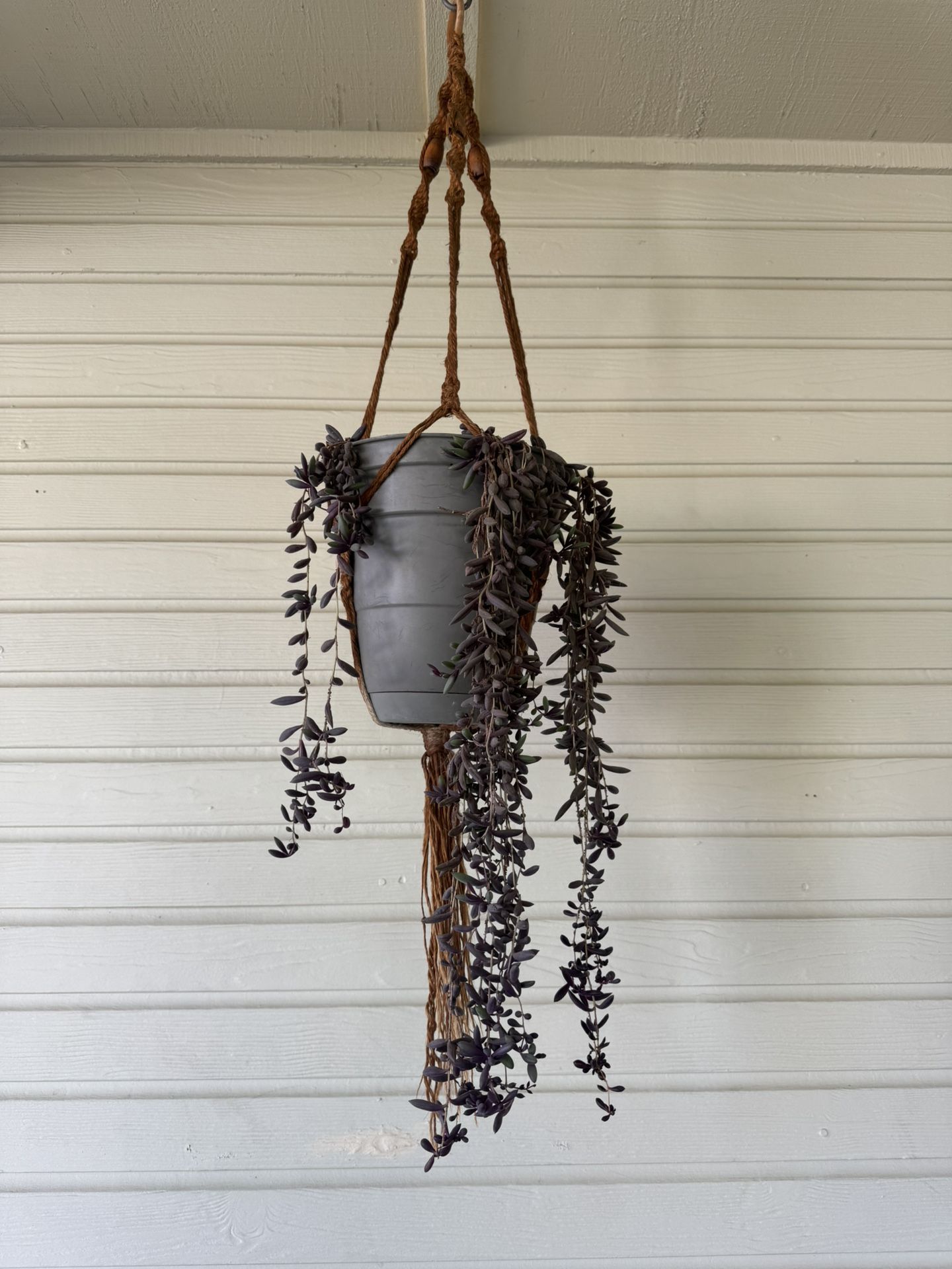 Healthy Ruby Necklace Succulent With Hanger