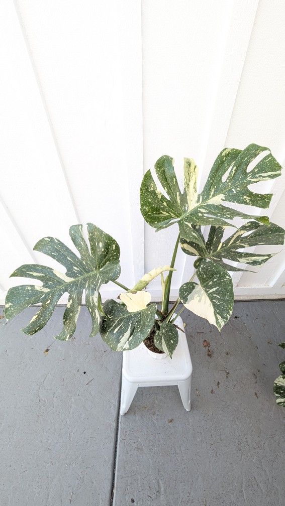 Collector's Plant: Monstera Thai Constellation 6" Pot - Indoor House Plants