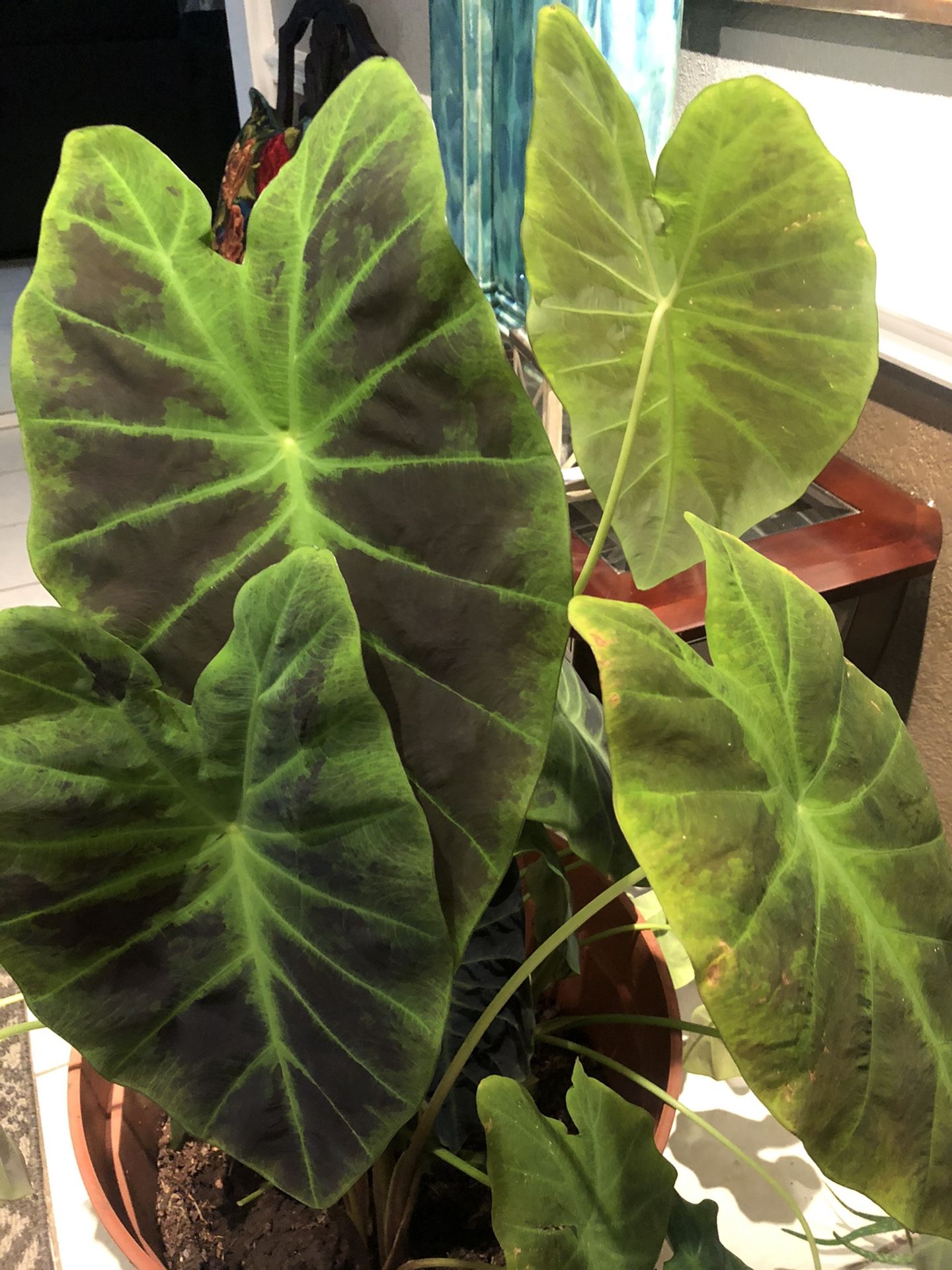 Extra large plant and extra large basse!!Elephant ear