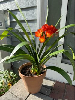 Mature Blooming Clivia plant