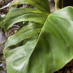 Variegated Monstera Aurea Large One Leaf Cutting ( Pls Read Description Below)