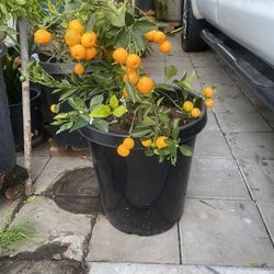 Kumquat Plant For Sale