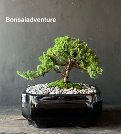 Bonsai Juniper 