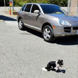 Clean Safe Reliable Porsche 