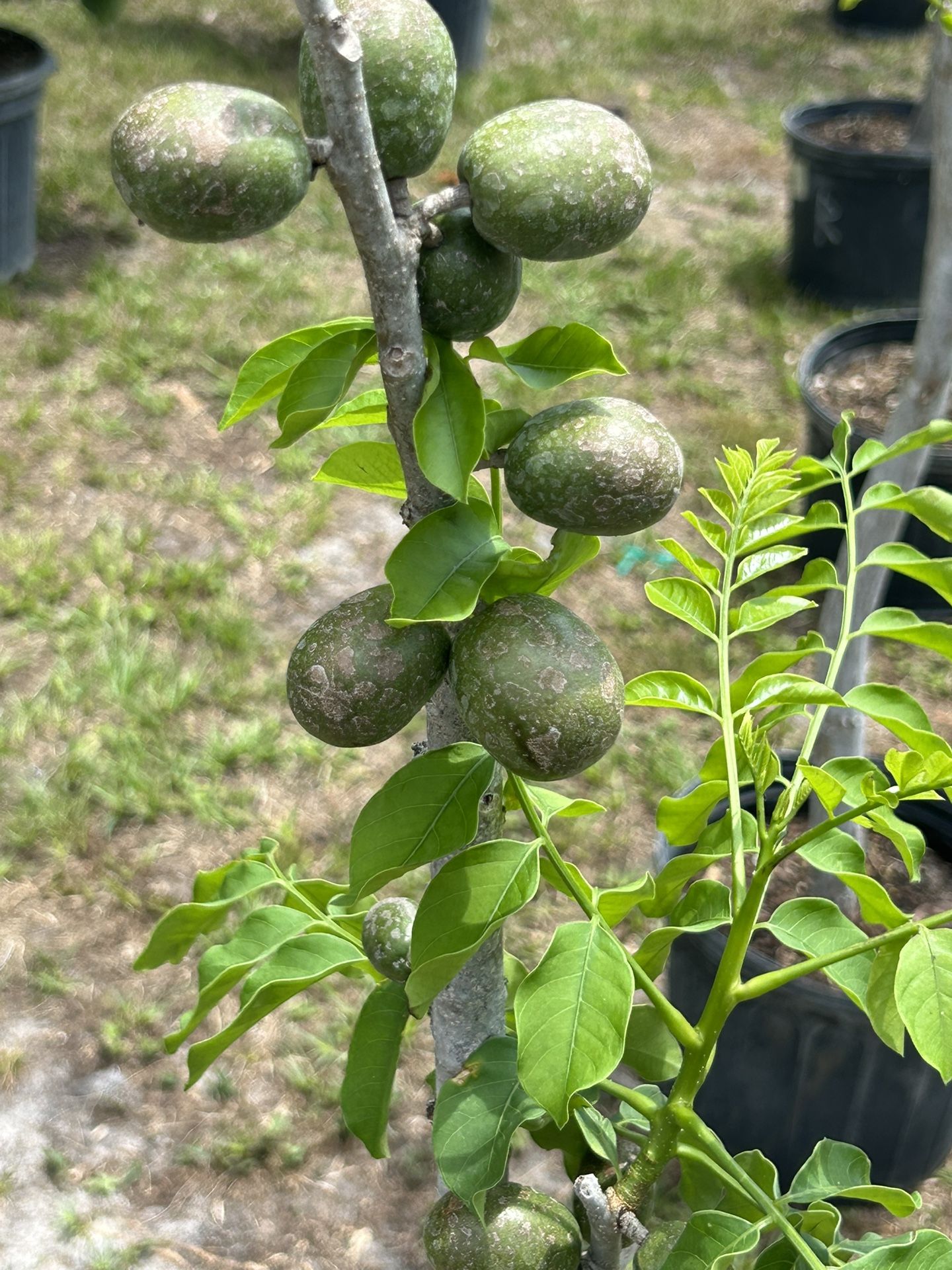 Red Plum Jocotes Ciruelas $60.00 for Sale in Bvl, FL - OfferUp