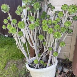 Aeonium Succulents