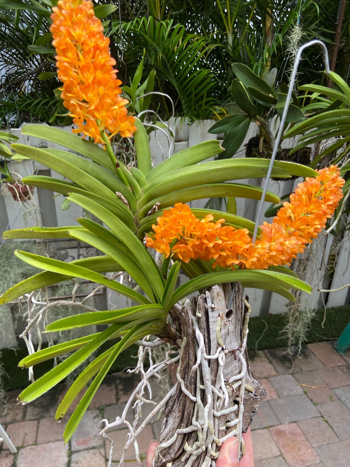 Blooming Vanda orchid
