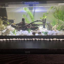 40 Gallon Fish Tank With Everything 