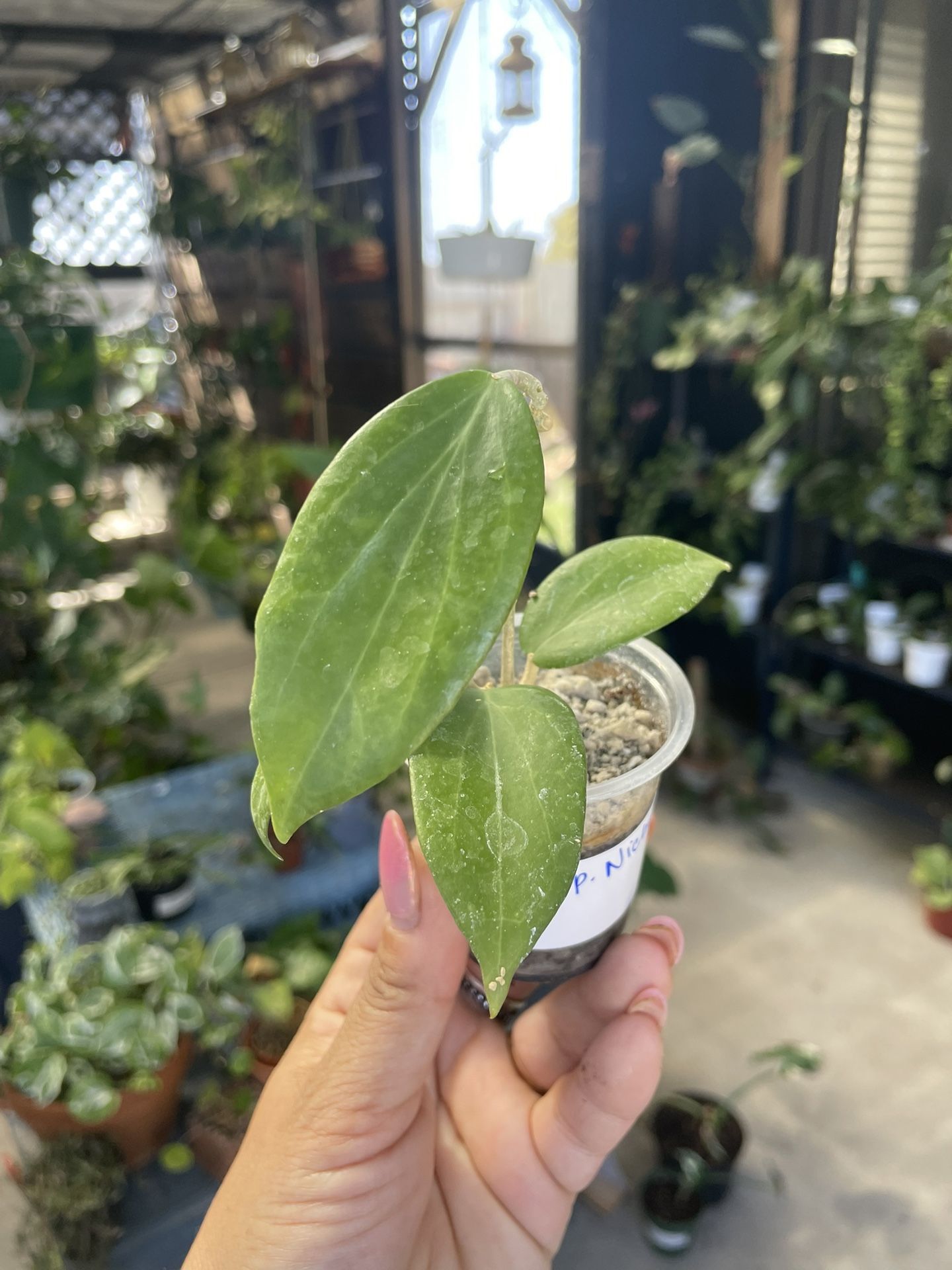 Hoya sp. Nicholsoniae Plant 🪴 
