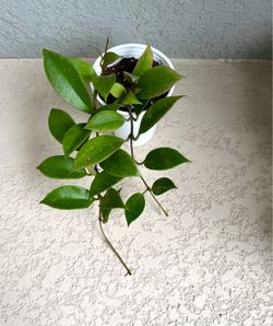 Hoya  sunrise plant