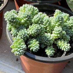 Succulents Plants 4”pot 