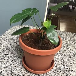 Plant