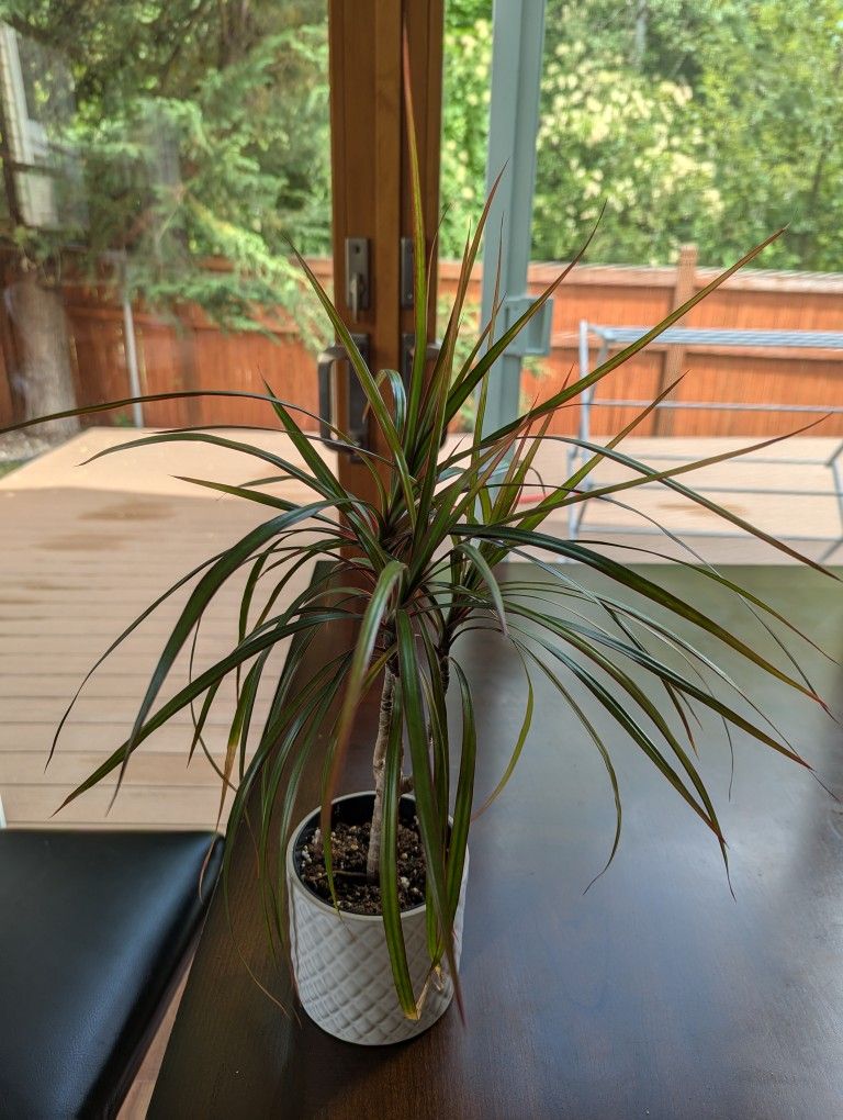 DRACAENA MARGINATA