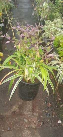 Vitex, Dianela variegata, ligastrom