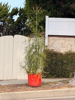 Free Plant